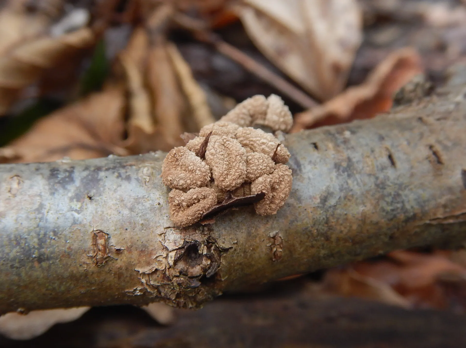 Encoelia furfuracea, 24-01-16 (1)